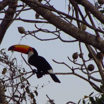 Toucan in the early morning